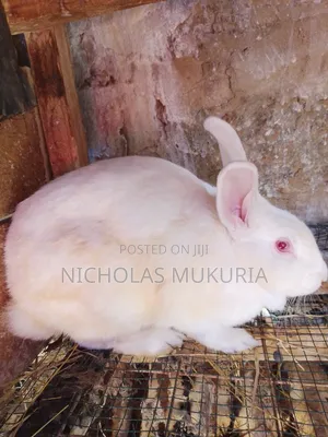 Hybrid Rabbits