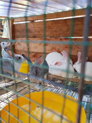 Hybrid Rabbits
