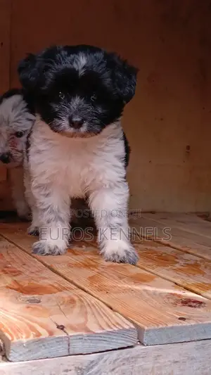 1-3 months Male Purebred Havanese