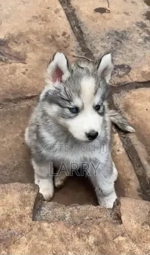 1-3 months Female Purebred Siberian Husky
