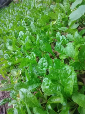 Spinach Per Piece
