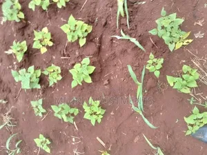 1 Beautiful Acre on Sale at Makuyu-Pundamilia