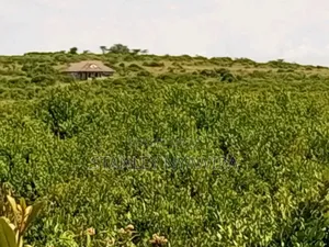16 Acrea Nanyuki Nauritia Tarmac