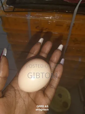 Dummy Egg( Fake Egg)