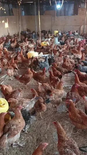 Improved Kienyeji Chicken