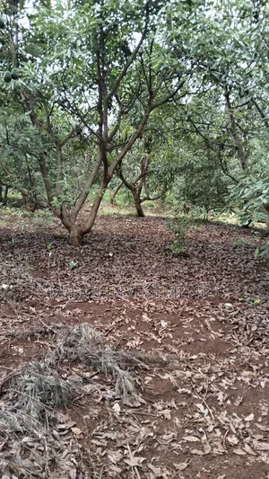 2 Acres of Land on Sale at Thangira-Umoja Kenol
