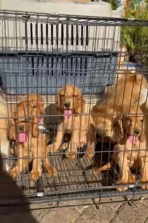 1-3 months Female Purebred Cocker Spaniel