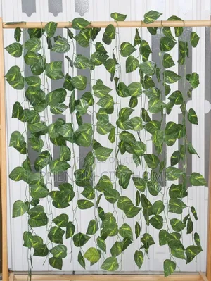 Aesthetic Green Vines/Money Plant