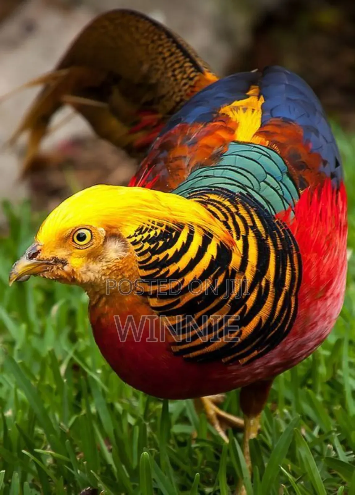 Red Golden Phesants