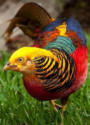 Red Golden Phesants