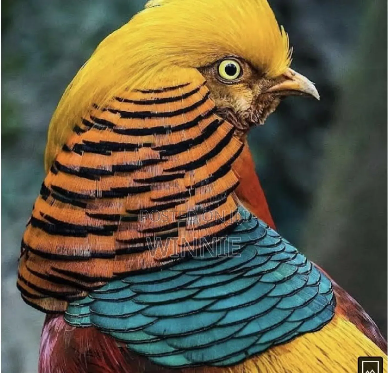 Red Golden Phesants
