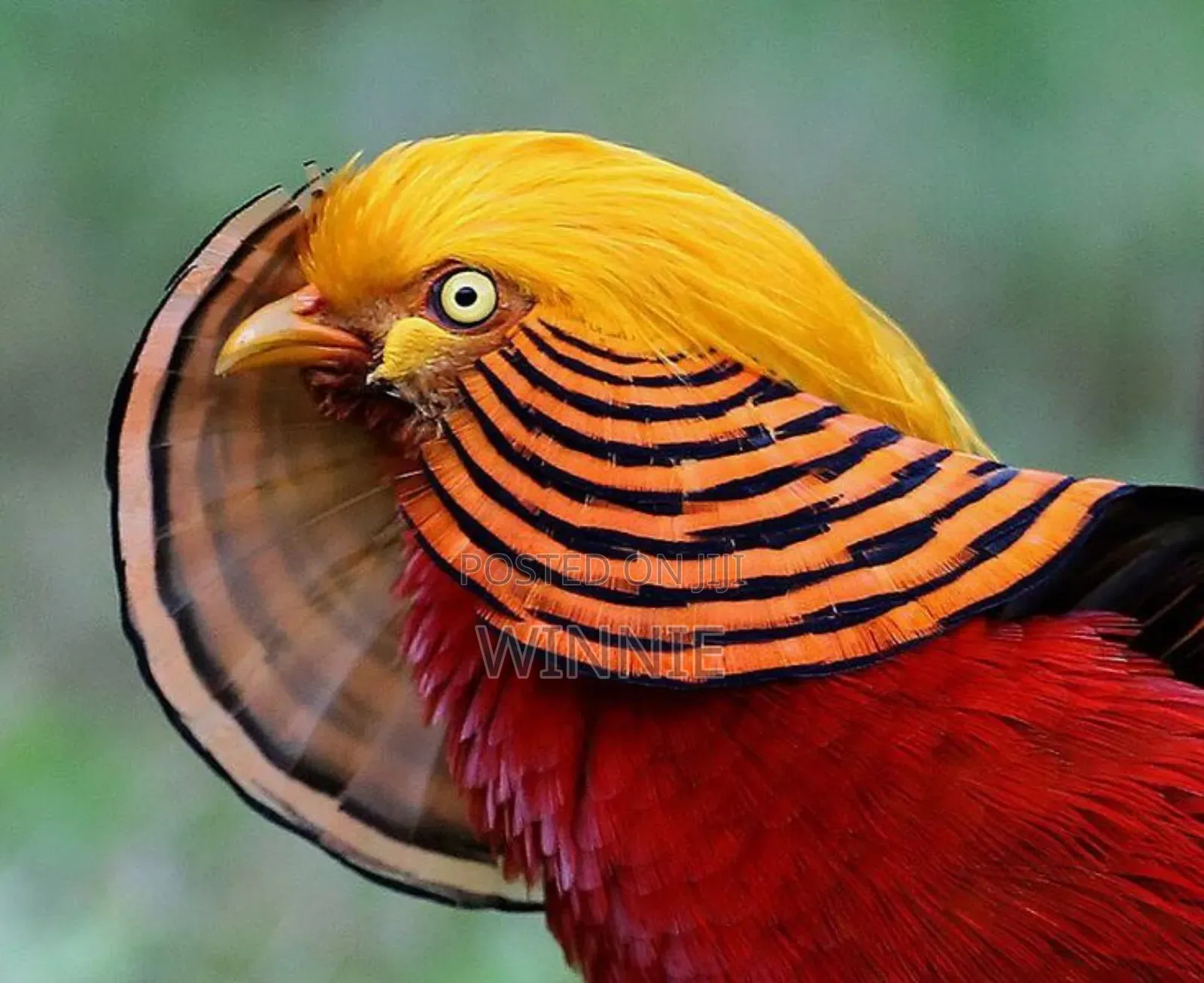 Red Golden Phesants