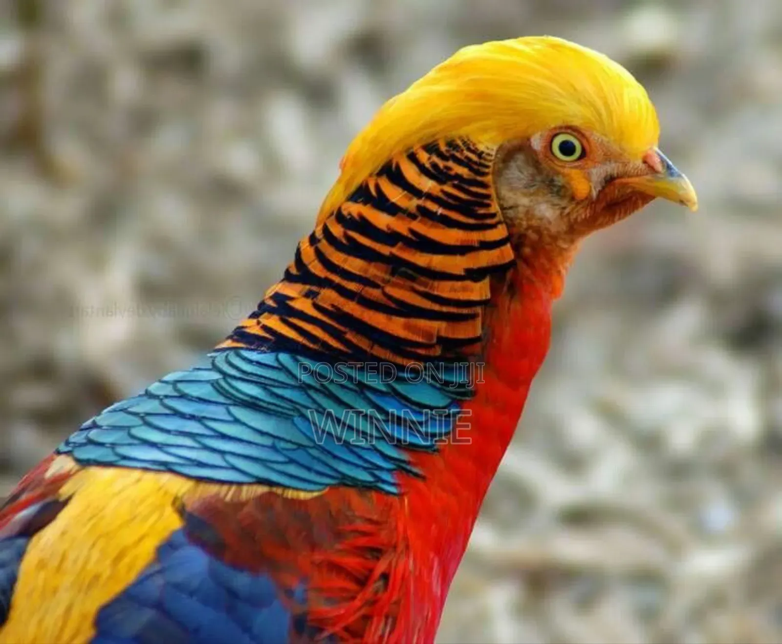 Red Golden Phesants