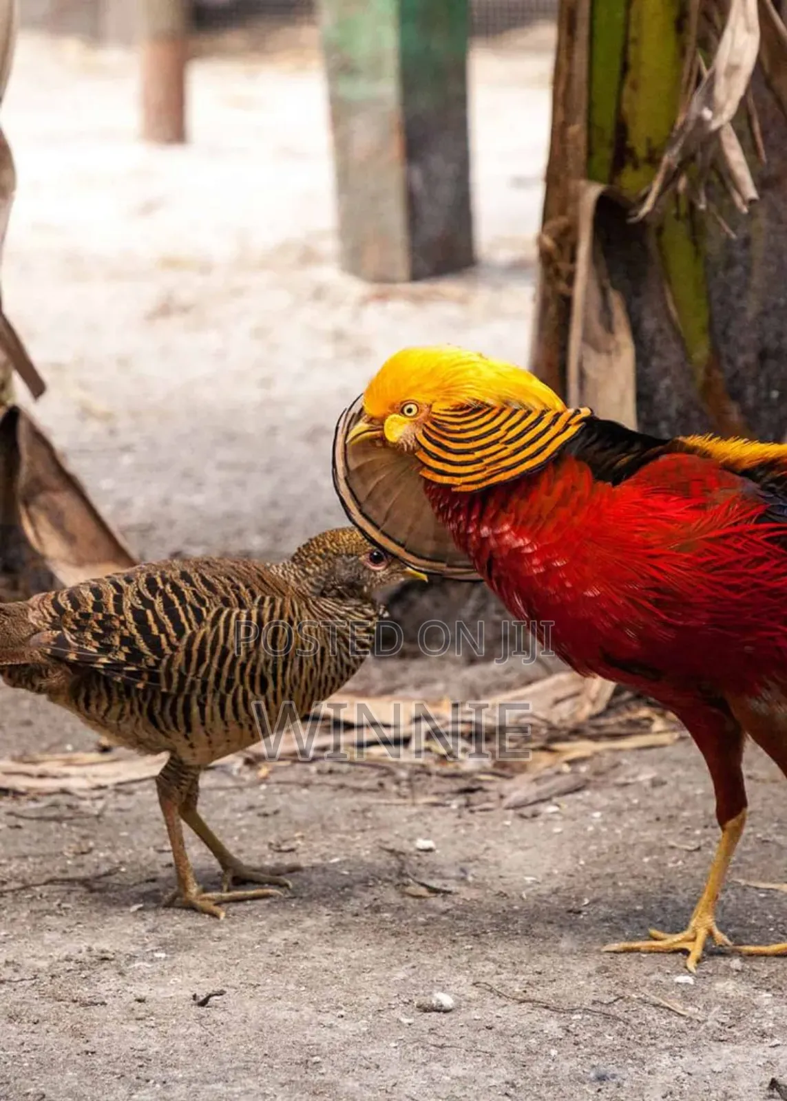 Red Golden Phesants