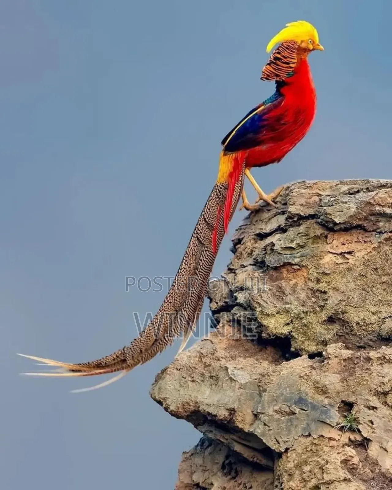 Red Golden Phesants