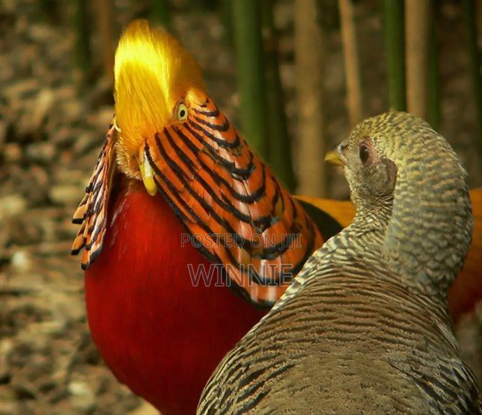 Red Golden Phesants