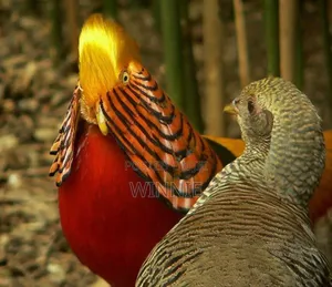 Red Golden Phesants