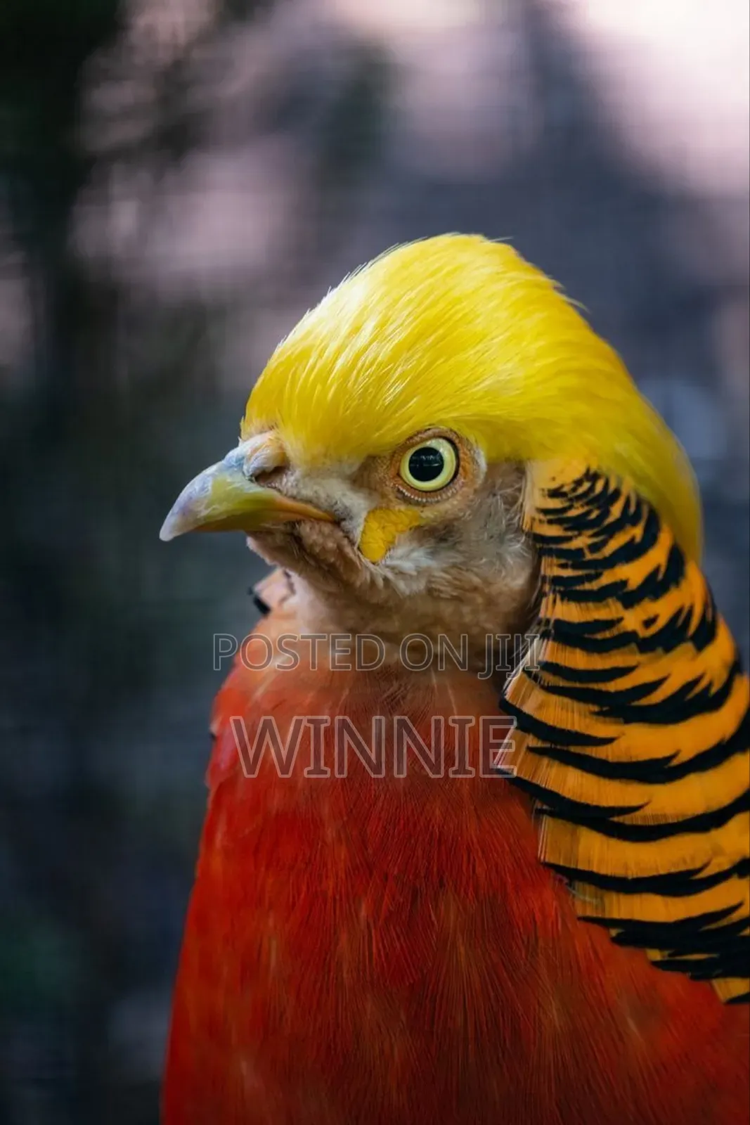 Red Golden Phesants
