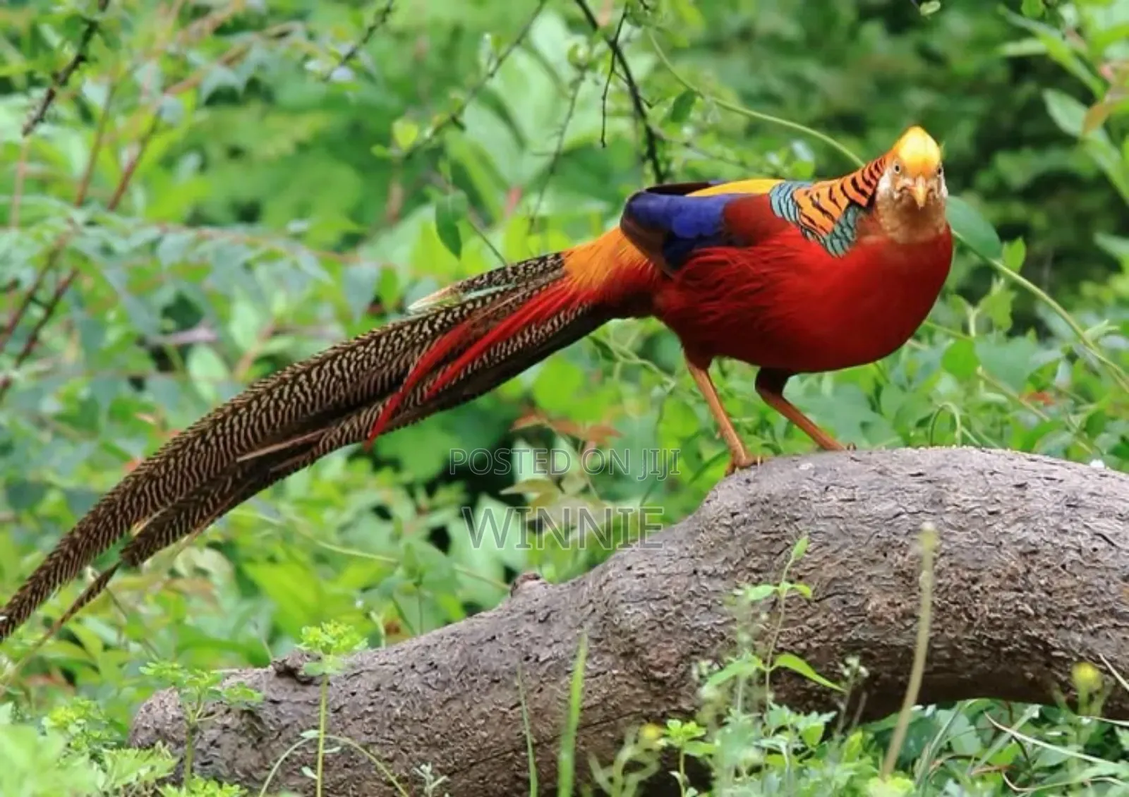 Red Golden Phesants
