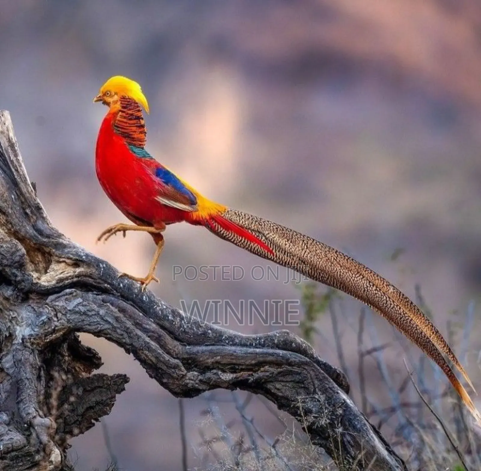 Red Golden Phesants