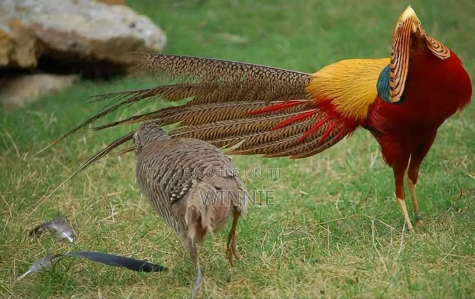 Red Golden Phesants