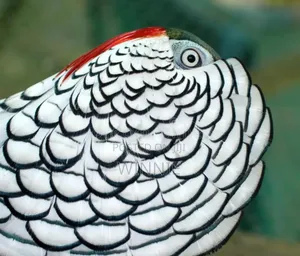 Lady Amherst's Pheasant