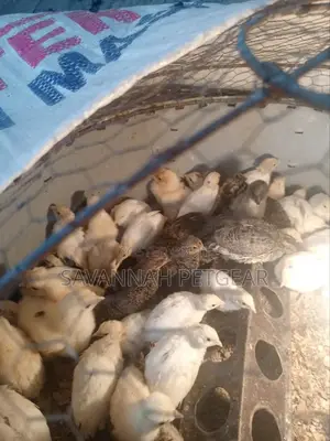 Young Quail Chicks for Breeding Pets