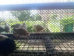 Young Quail Chicks for Breeding Pets