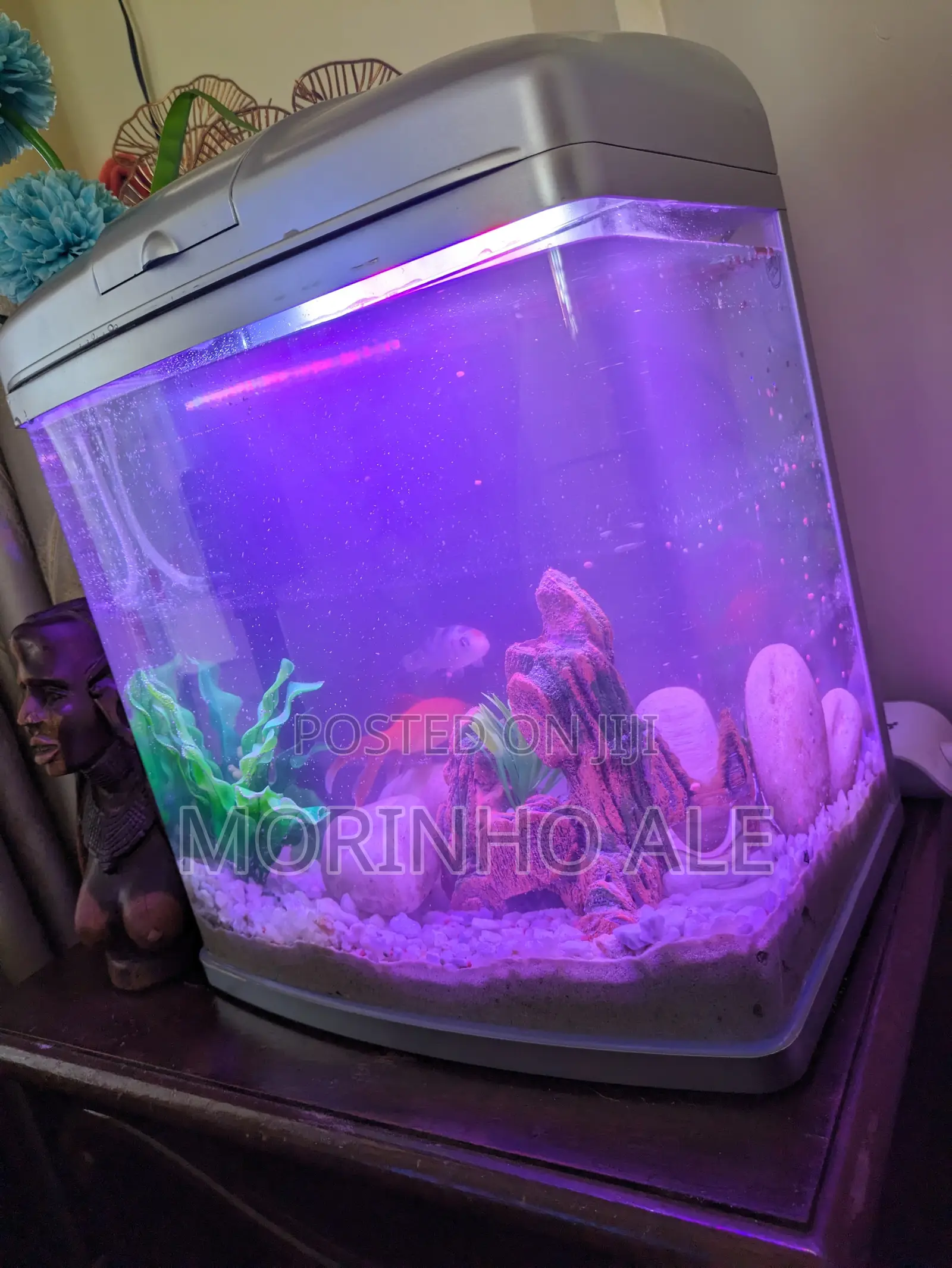 Aquarium Goldfish