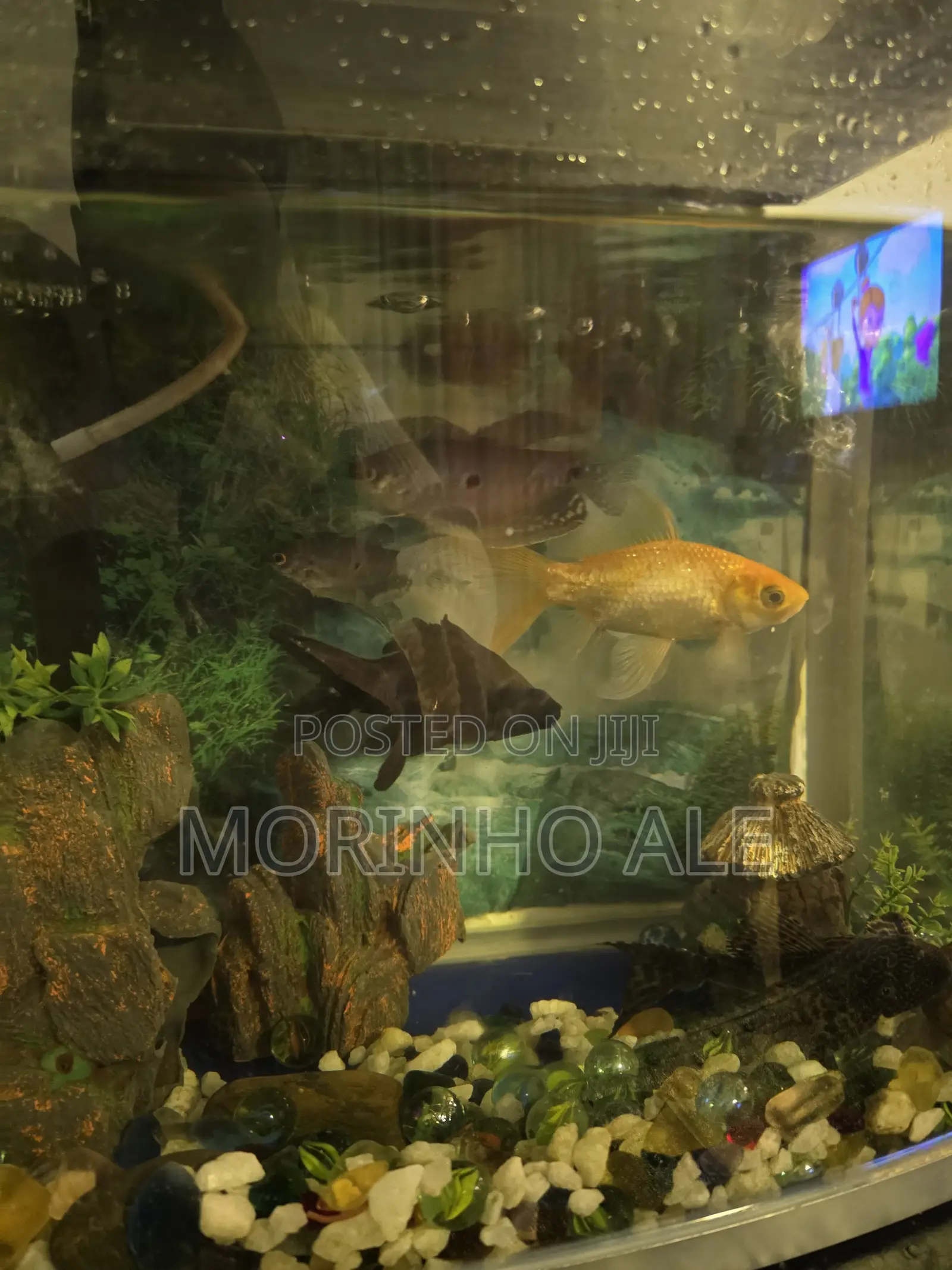 Aquarium Goldfish
