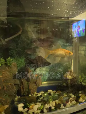 Aquarium Goldfish