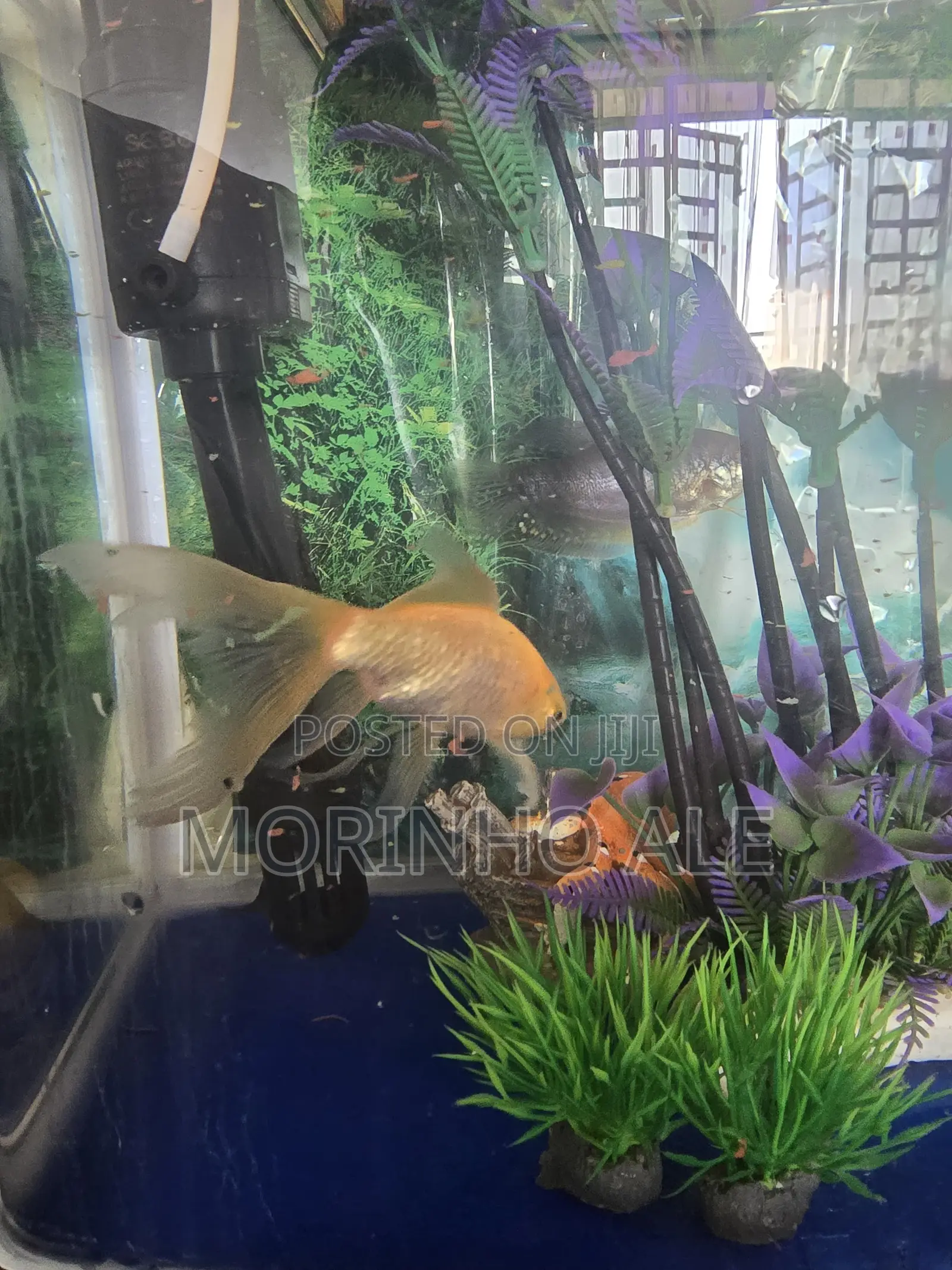 Aquarium Goldfish