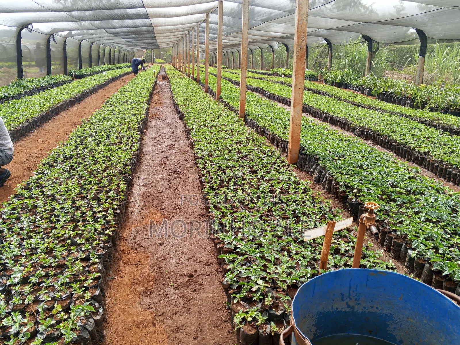 Certified Coffee Seedlings