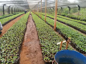 Certified Coffee Seedlings