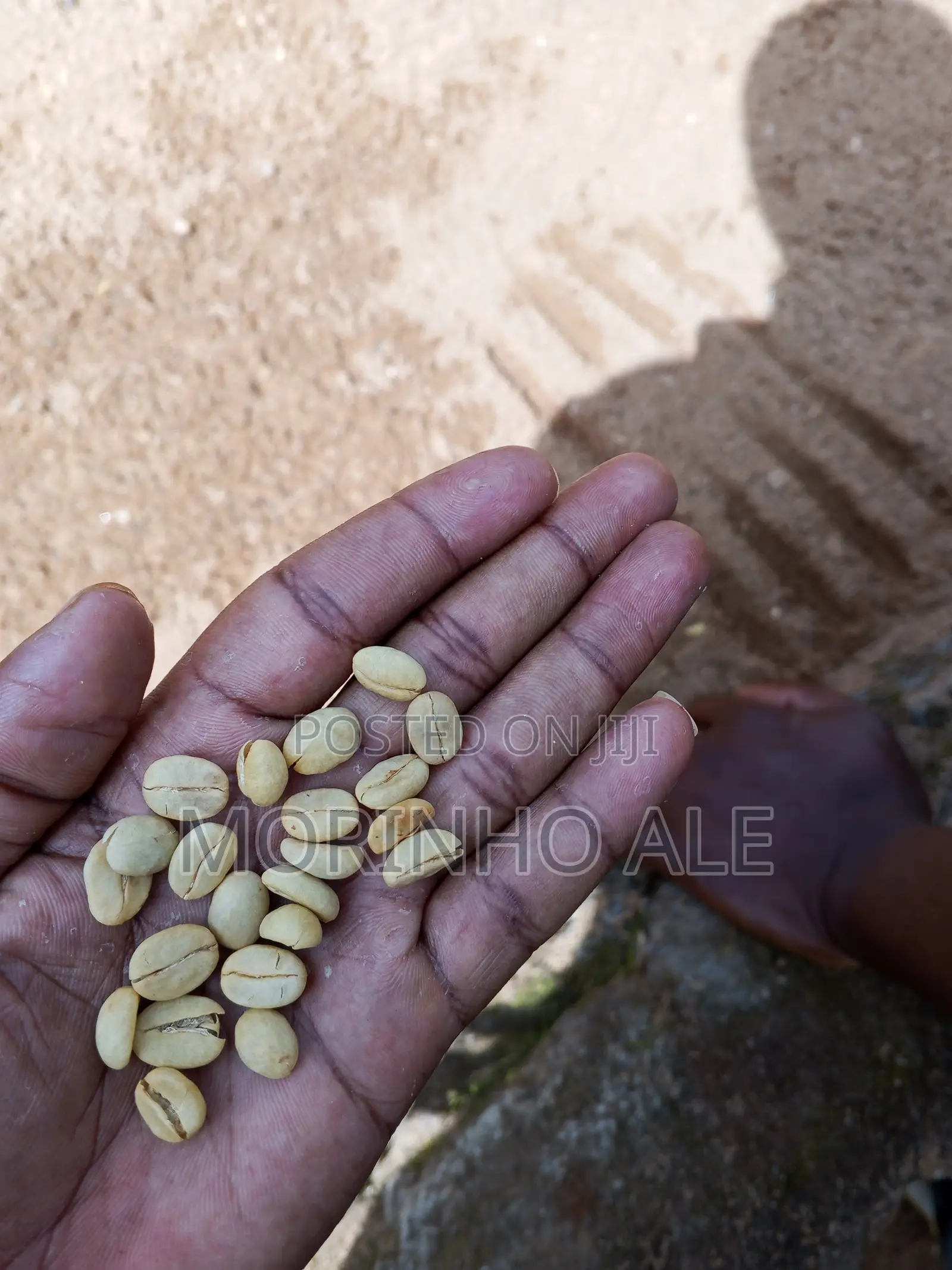 Certified Coffee Seedlings