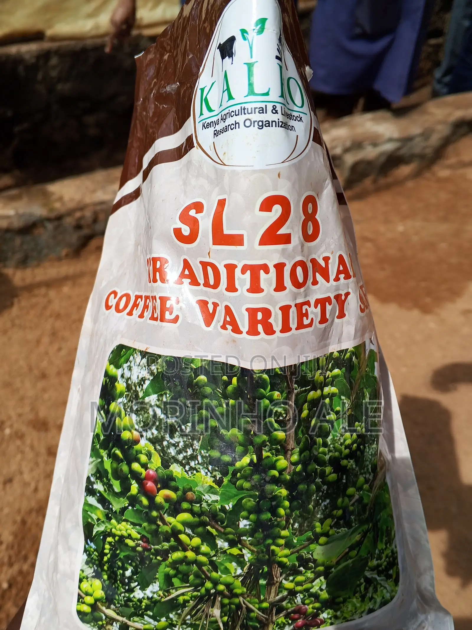 Certified Coffee Seedlings