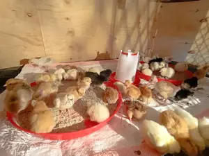 Kienyeji Chickens