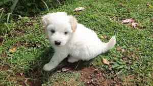 1-3 months Male Purebred Havanese