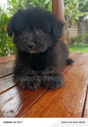 1-3 months Male Purebred Havanese