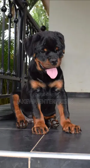 1-3 months Male Purebred Rottweiler