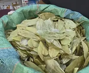 Soursop Dried Leaves 100g