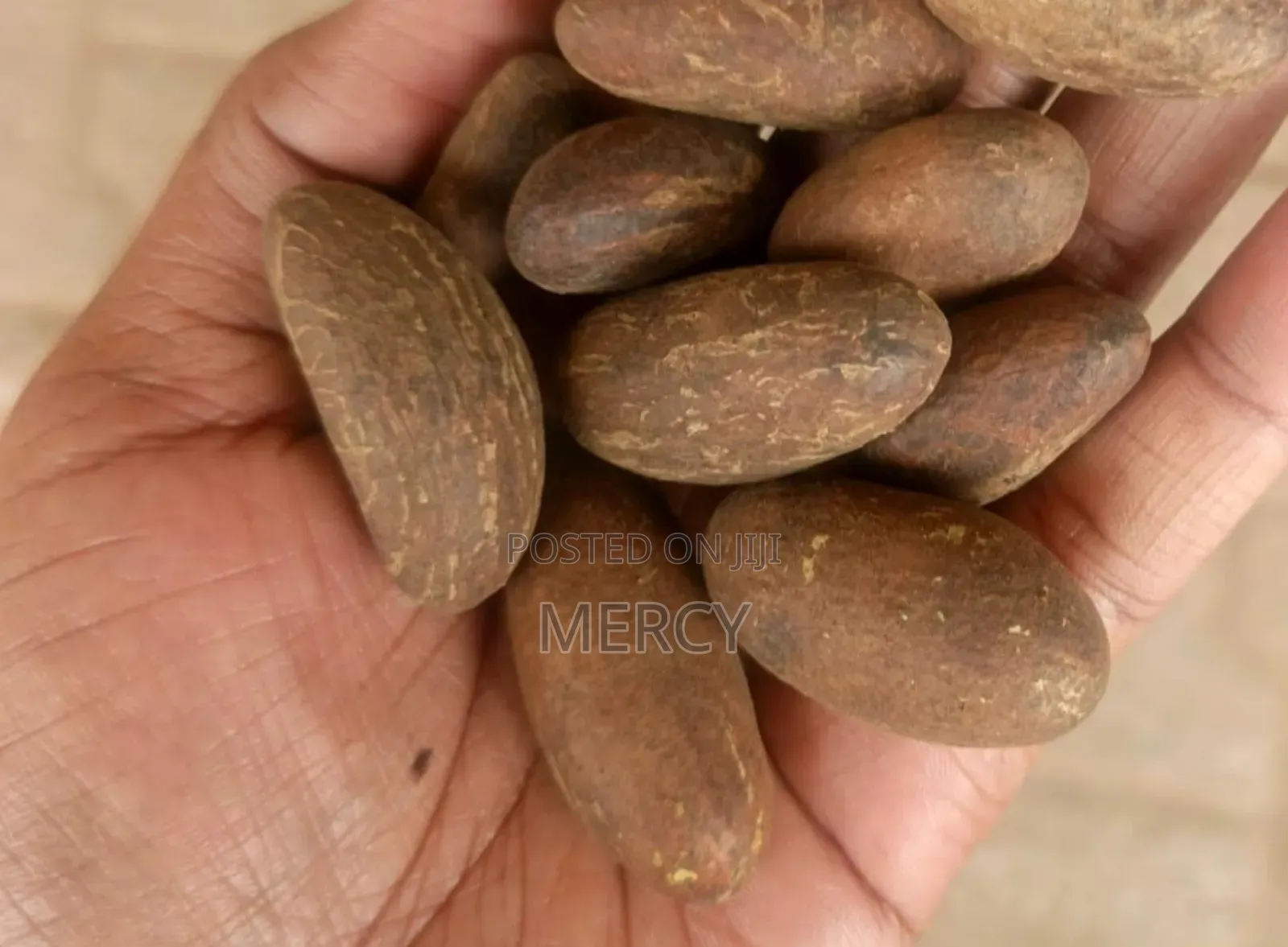 Bitter Kola Nuts