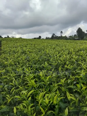 3 Acres of Land on Sale at Giturū -Kangari