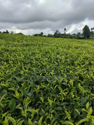 3 Acres of Land on Sale at Giturū -Kangari