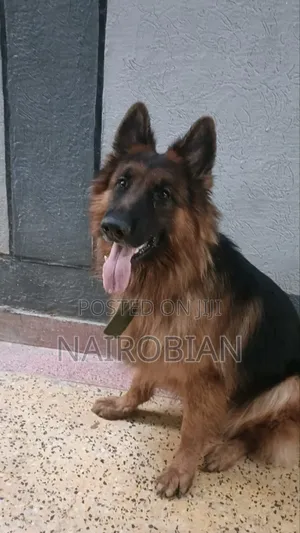 1+ year Male Purebred German Shepherd