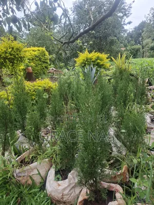 Italian Cypress