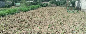 Plot 50*100 on Sale in Ndacha, Nachu Ward, Lussigetti, Kikuyu, Kiambu