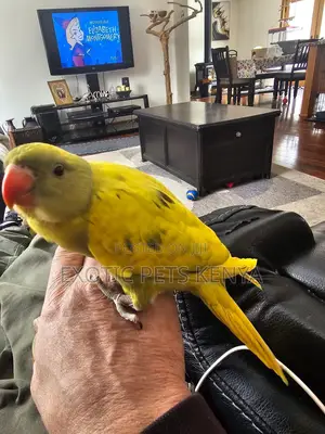 Rare Coloured Ringneck