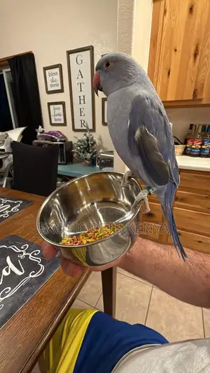 Violet Indian Ringneck