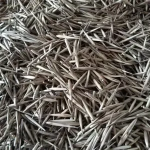 Phyllostachys Edulis Moso Bamboo Plant Seeds